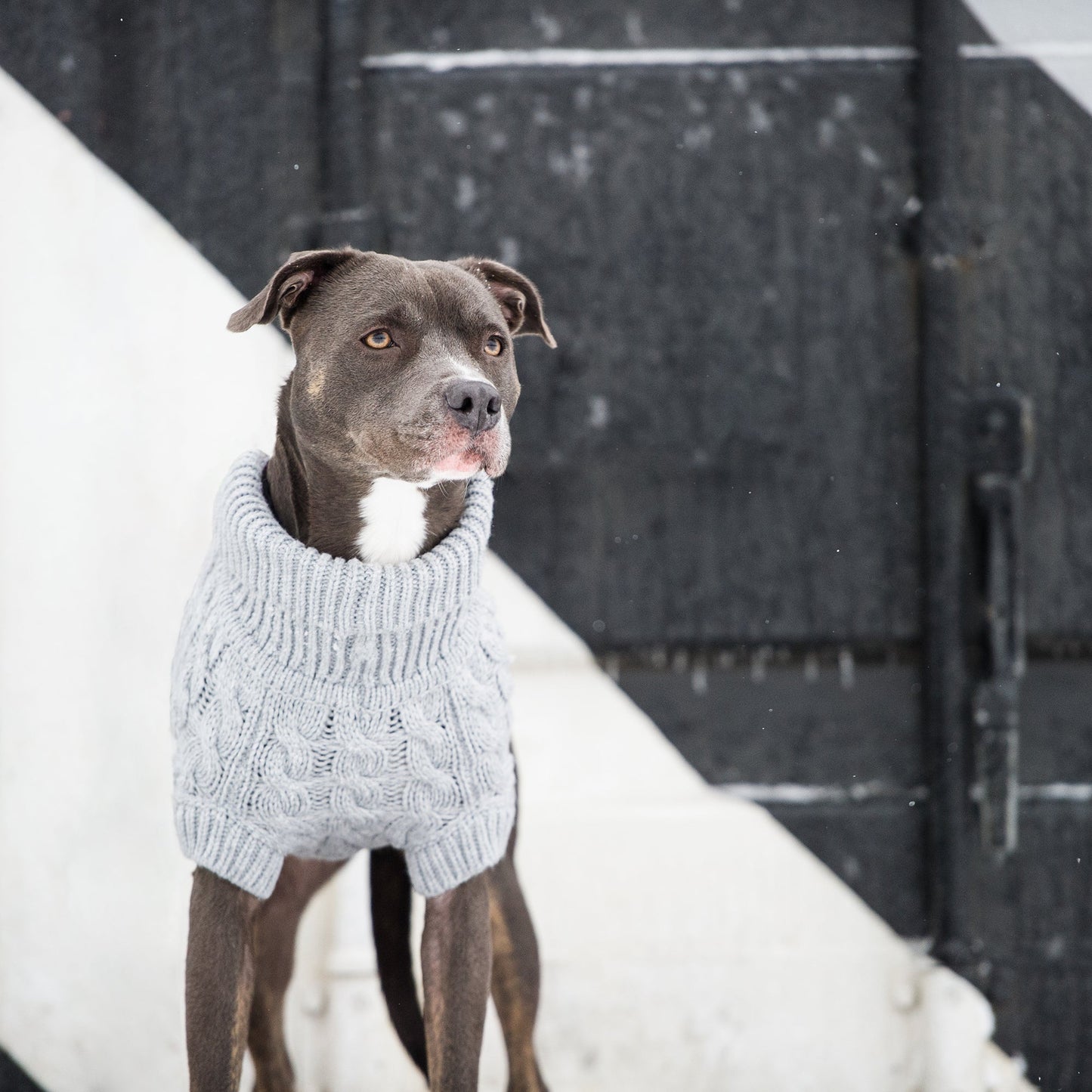 Cozy Canine Turtleneck - GF Pet Gray Chalet Sweater