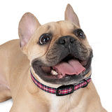 PlaidFur Signature Series Collar - 2023 Falconar