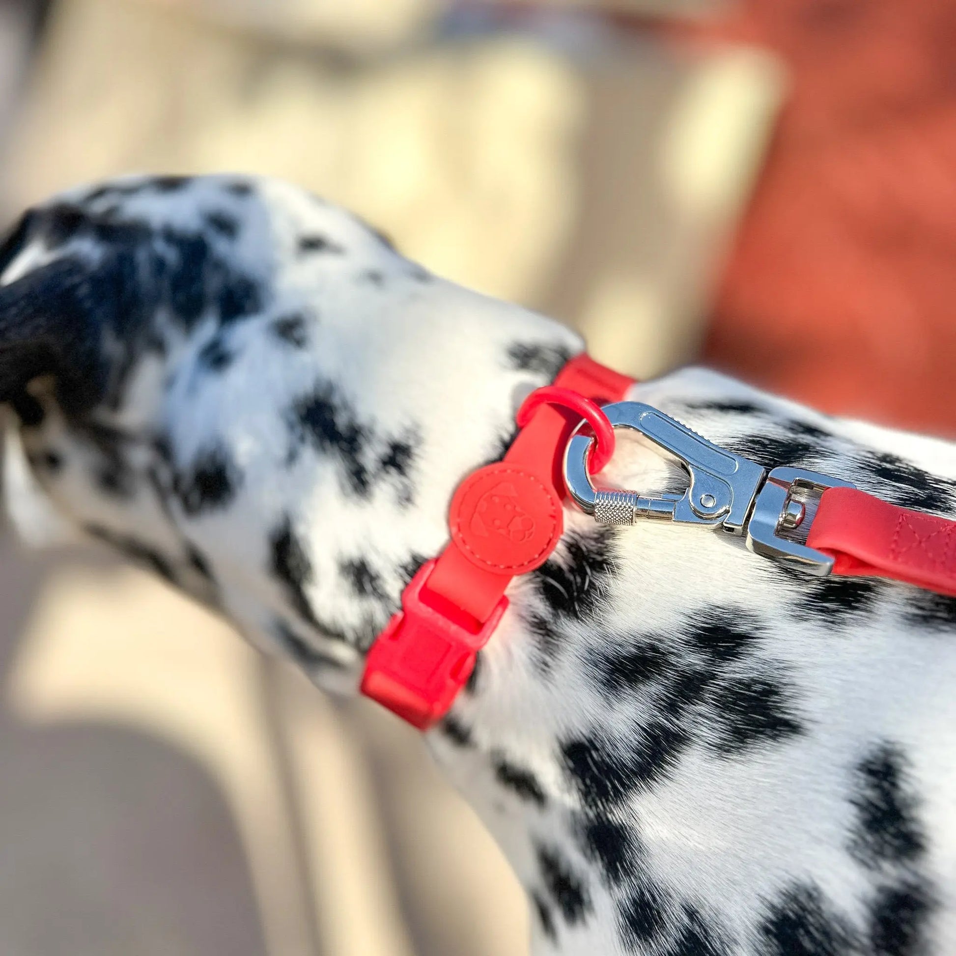 Waterproof dog collar adjustable royal blue all colors flat lay