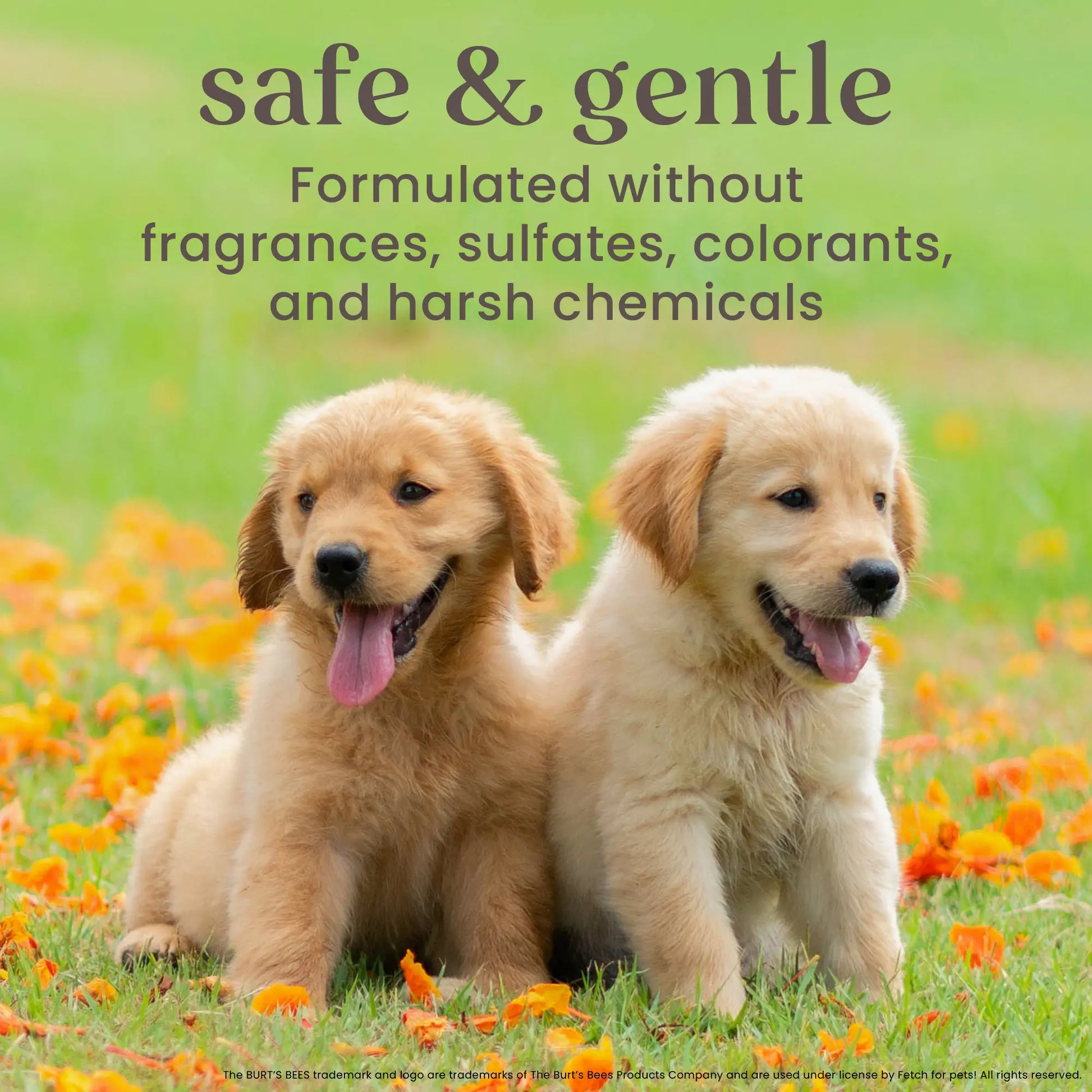 Waterless dry shampoo for dogs natural ingredients packaging detail