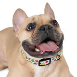 PlaidFur Signature Series Collar - 2023 Summer Fruits