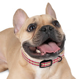 PlaidFur Signature Series Collar - 2023 Craigmorrow