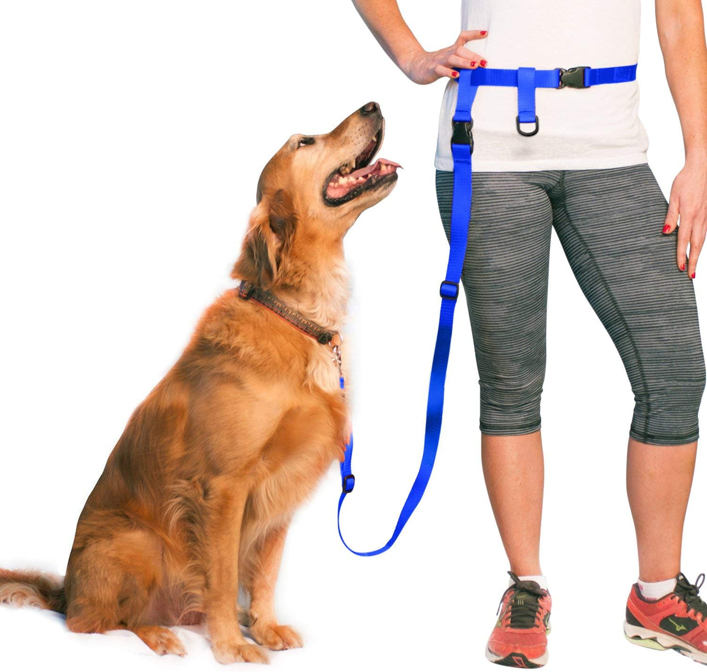 Hands free dog leash for running royal blue waist belt front view