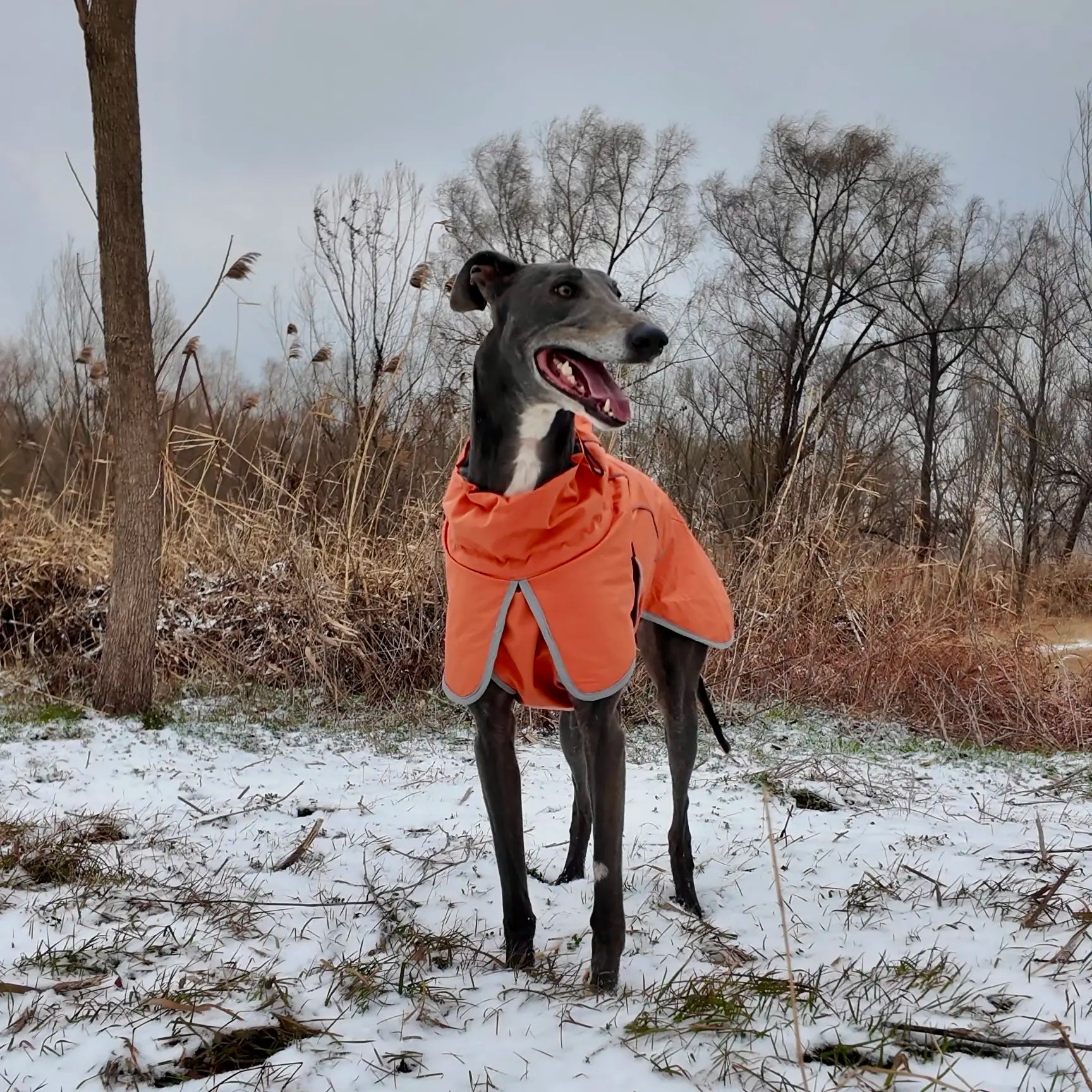 Winter reflective dog coat orange small size front view