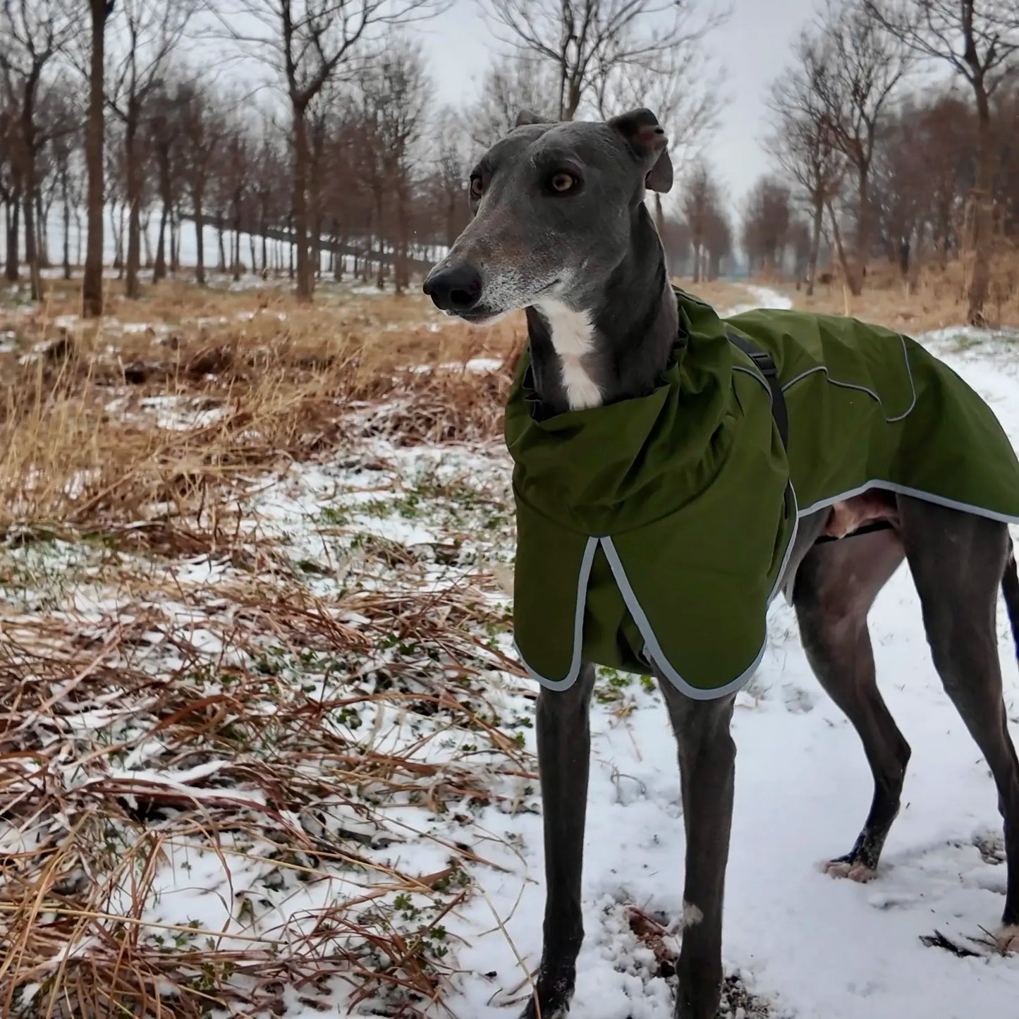 Winter reflective dog coat large breed full body fit view