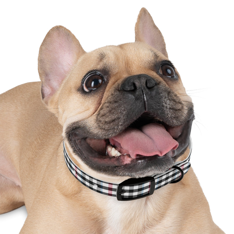PlaidFur Signature Series Collar - 2023 Auchinleck