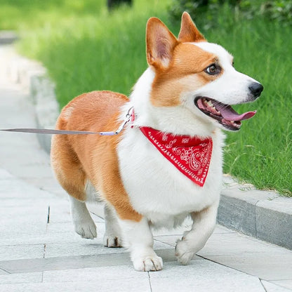PU cat dog collar with scarf red on chihuahua lifestyle photo