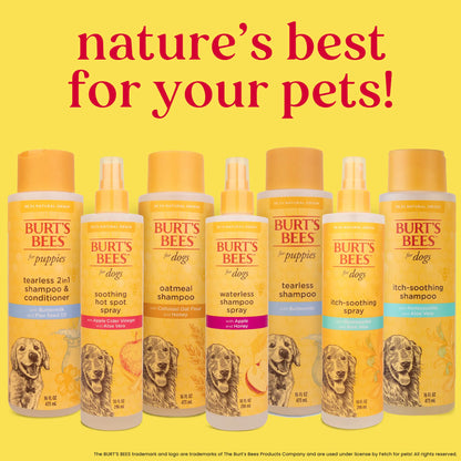 Waterless dry shampoo for dogs applied to golden retriever coat