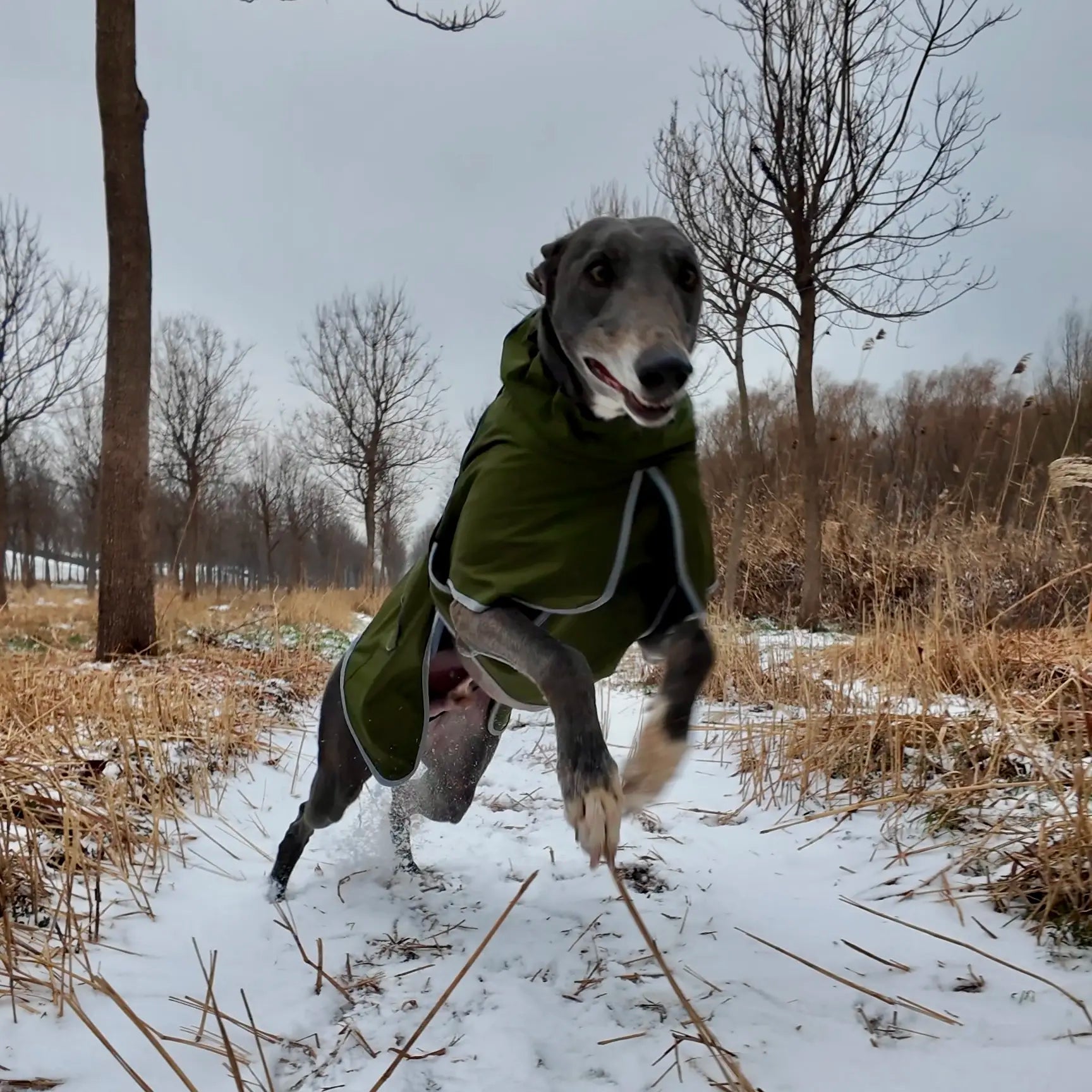 Winter reflective dog coat large breed full body fit view