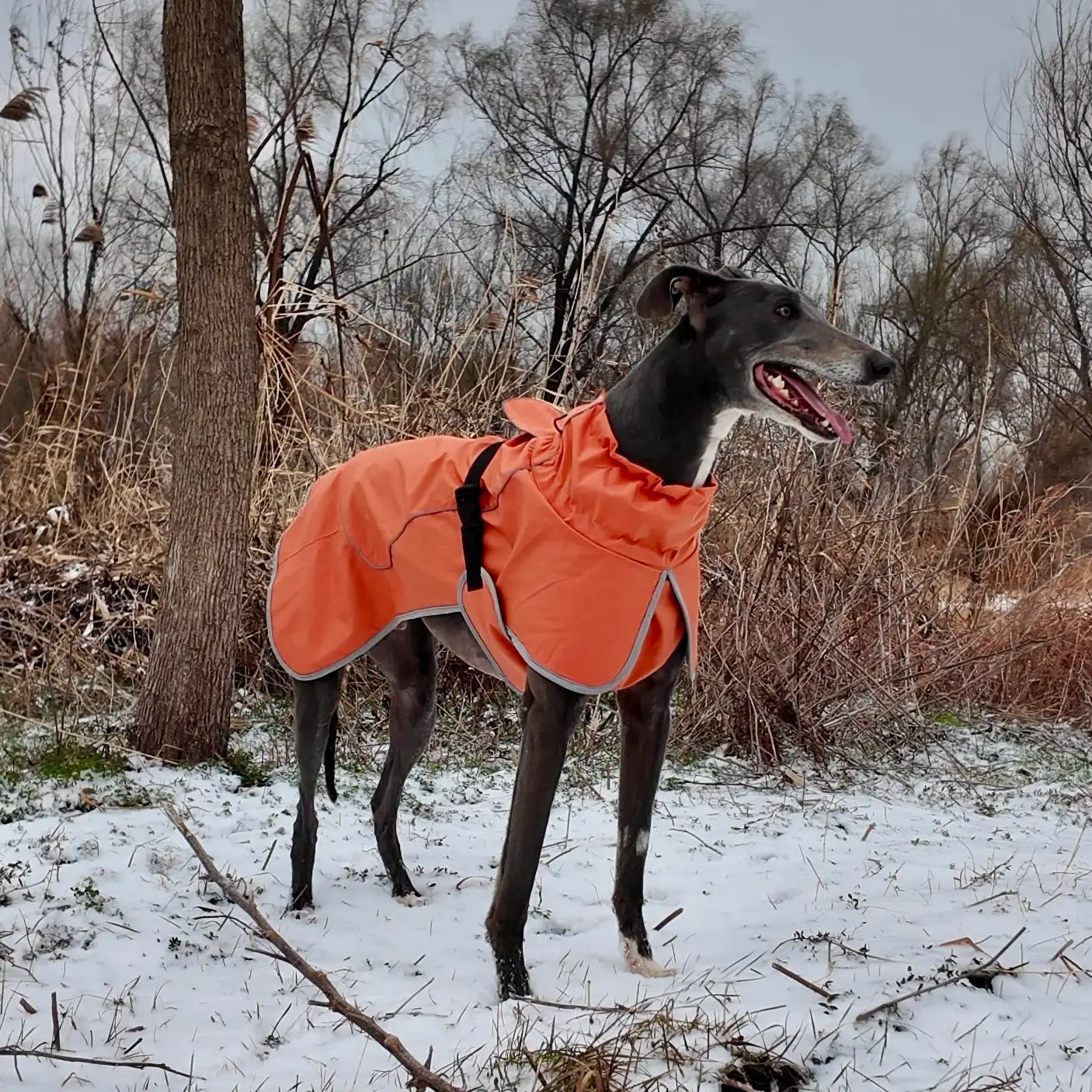 Winter reflective dog coat large breed full body fit view