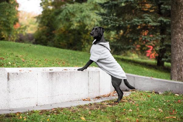Urban Pup Hoodie - Brave Bark Heather Fleece"